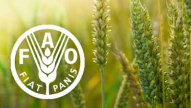 Apply for FAO’s 2025 Data for Farm Value Global Challenge – Big Cash Prizes For Young Changemakers Worldwide