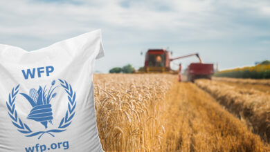 World Food Programme (WFP) Tally Assistant Vacancy 2025 – Garoua, Cameroon (SSA2, 6-Month Contract)
