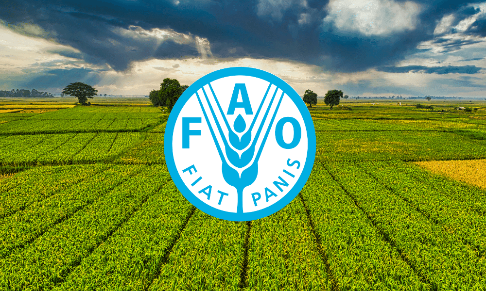 FAO Hiring: Assistant Representative (Programme) 2025 – Apply Now!